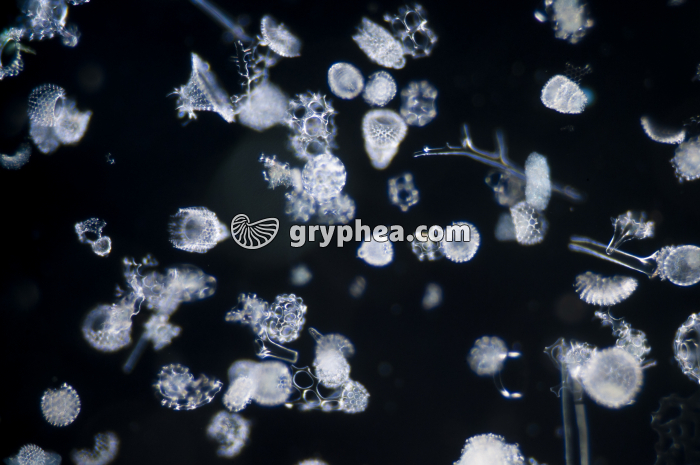 Radiolaires x10 - gryphea.org